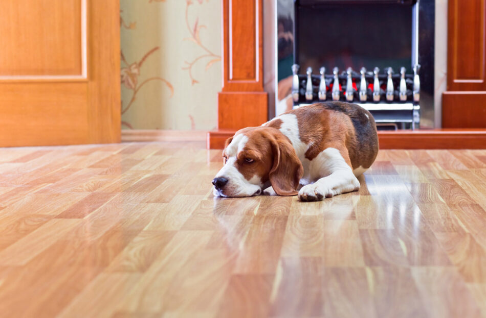 Best Flooring for Your Pets
